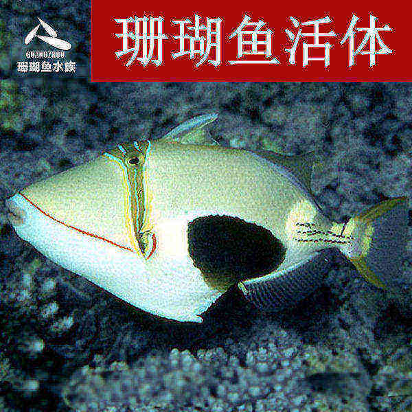 炮弹鱼小丑鱼肉食颜色漂亮
