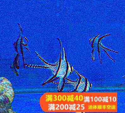 热带水族宠物海水鱼 梦幻玫瑰 热带鱼宠物活体观赏鱼巴黎天使