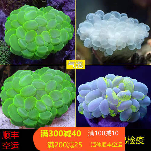 大气泡珊瑚LPS海水鱼缸生物