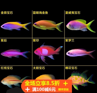 海水鱼热带水族宠物紫背蓝眼海金鱼夏威夷宝石紫色鱼观赏鱼紫罗兰