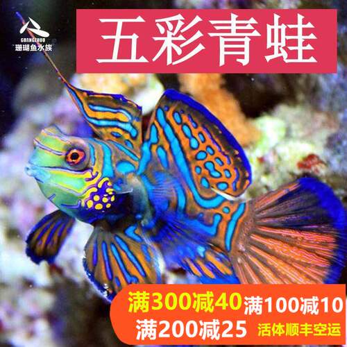 青蛙吃蛋白虫金翅火麒麟海水鱼