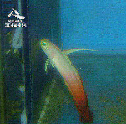海水鱼热带水族宠物 深海双色雷达 海水鱼缸热带鱼宠物活体观赏鱼