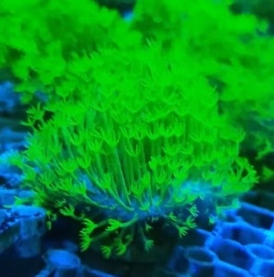 翡翠星花皮革珊瑚澳洲火皮印尼大花长须皮革LPS金针菇三绿冰冰皮