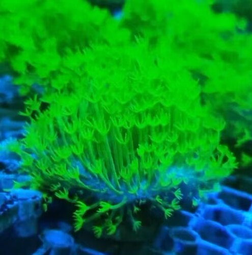 翡翠星花皮革珊瑚澳洲火皮印尼大花长须皮革LPS金针菇三绿冰冰皮