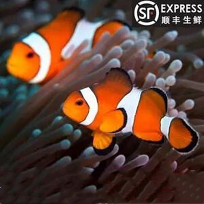 公子小丑鱼海水鱼活体小丑鱼公子澳黑全纹全品海缸新手入门观赏鱼
