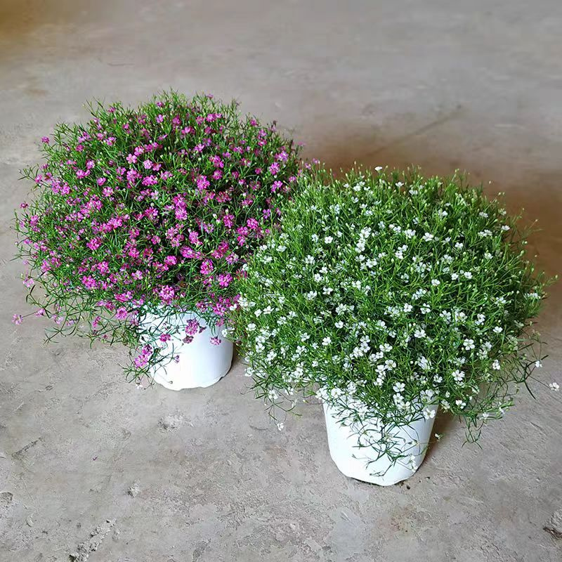 满天星盆栽独杆带花苞阳台庭院好养工程绿化室内四季开花桌面植物