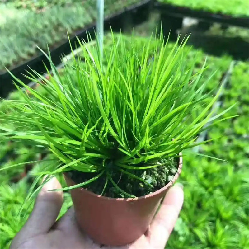 金钱菖蒲小盆景黄金姬虎须附石水培假山水陆缸造景绿植微景观植物