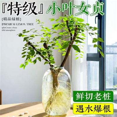 小叶女贞水培植物造型树老桩带根鲜切枝室内绿植桌面水养四季长青