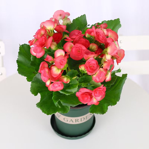 重瓣丽格海棠盆栽带花苞海棠开花不断玫瑰玻璃海棠花室内阳台花卉