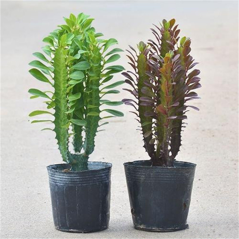 龙骨植物盆栽办公室外客厅仙人掌吸甲醛四季好养植物绿植巴西龙骨