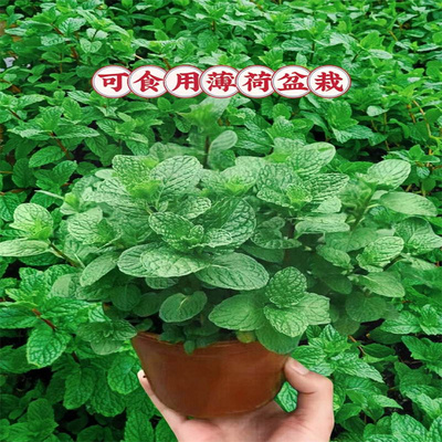 薄荷盆栽水培薄荷叶新鲜可食用迷迭香驱蚊植物室内绿植花卉柠檬草