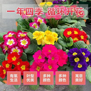 报春花盆栽带花苞迎春重瓣小苗耐寒冬季室内外四季花卉年宵花植物