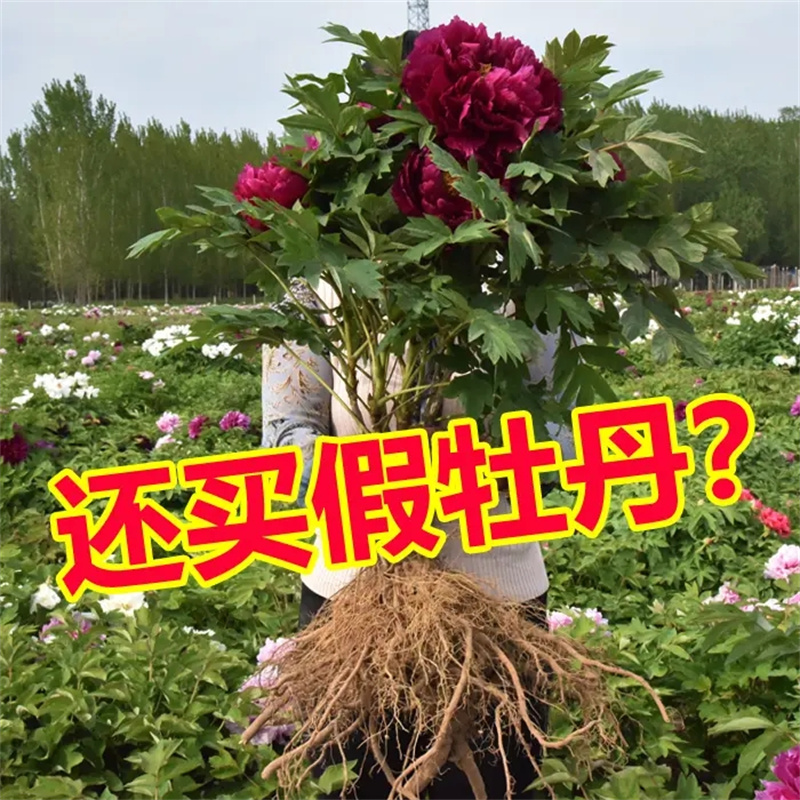 牡丹花苗盆栽重瓣带花苞洛阳牡丹花大树苗菏泽红牡丹花王大花客厅