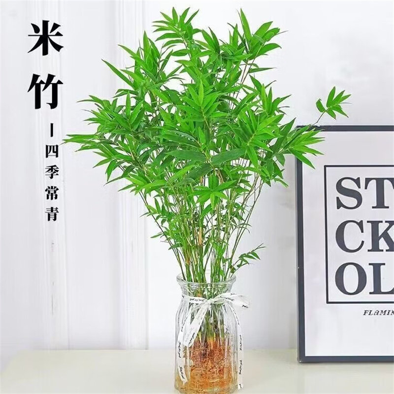 米竹水培苔藓球植物室内盆栽微观盆景凤尾竹观音竹观赏竹子小米竹