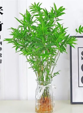 米竹水培苔藓球植物室内盆栽微观盆景凤尾竹观音竹观赏竹子小米竹