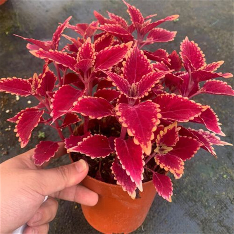 彩叶草盆栽室外庭院花坛绿化好养彩色高颜值观叶花卉喜阳耐晒绿植图片