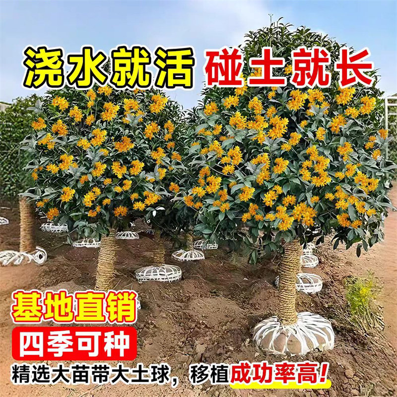 桂花树苗金桂丹桂盆栽庭院地栽图片