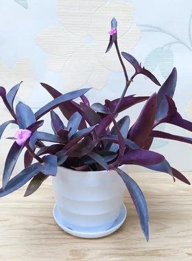 室外室内花卉绿植大盆栽紫色吊兰紫竹梅紫罗兰喜光好养植物鸭芷草