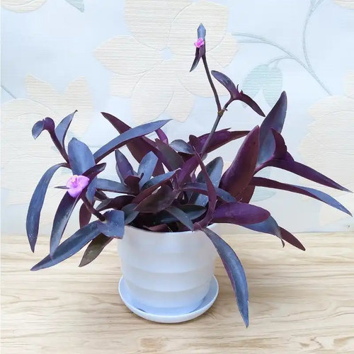 室外室内花卉绿植大盆栽紫色吊兰紫竹梅紫罗兰喜光好养植物鸭芷草