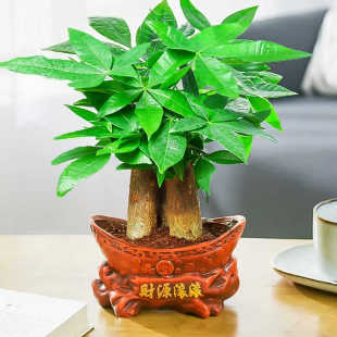 发财树小盆栽花卉绿植物办公室内吸甲醛绿萝文竹水培发财树好养