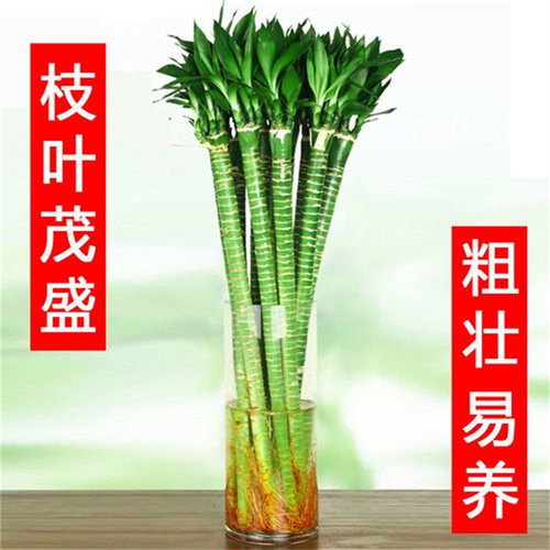 文昌龙竹水培植物富贵竹客厅招财粗杆带根水养竹子室内绿植发财竹