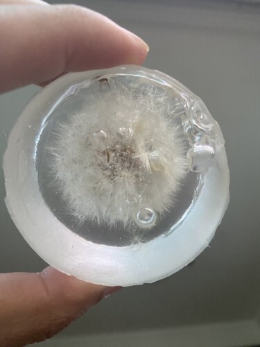 透明蒲公英及小昆虫标本一物一拍