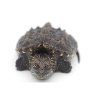 八戒姐姐北美小鳄龟苗小e龟乌龟活体观赏龟