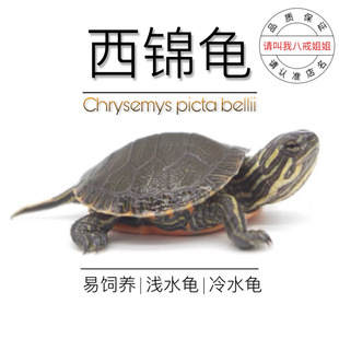 八戒姐姐西锦龟苗西部锦龟水龟乌龟活物 观赏龟宠物龟东锦南锦龟