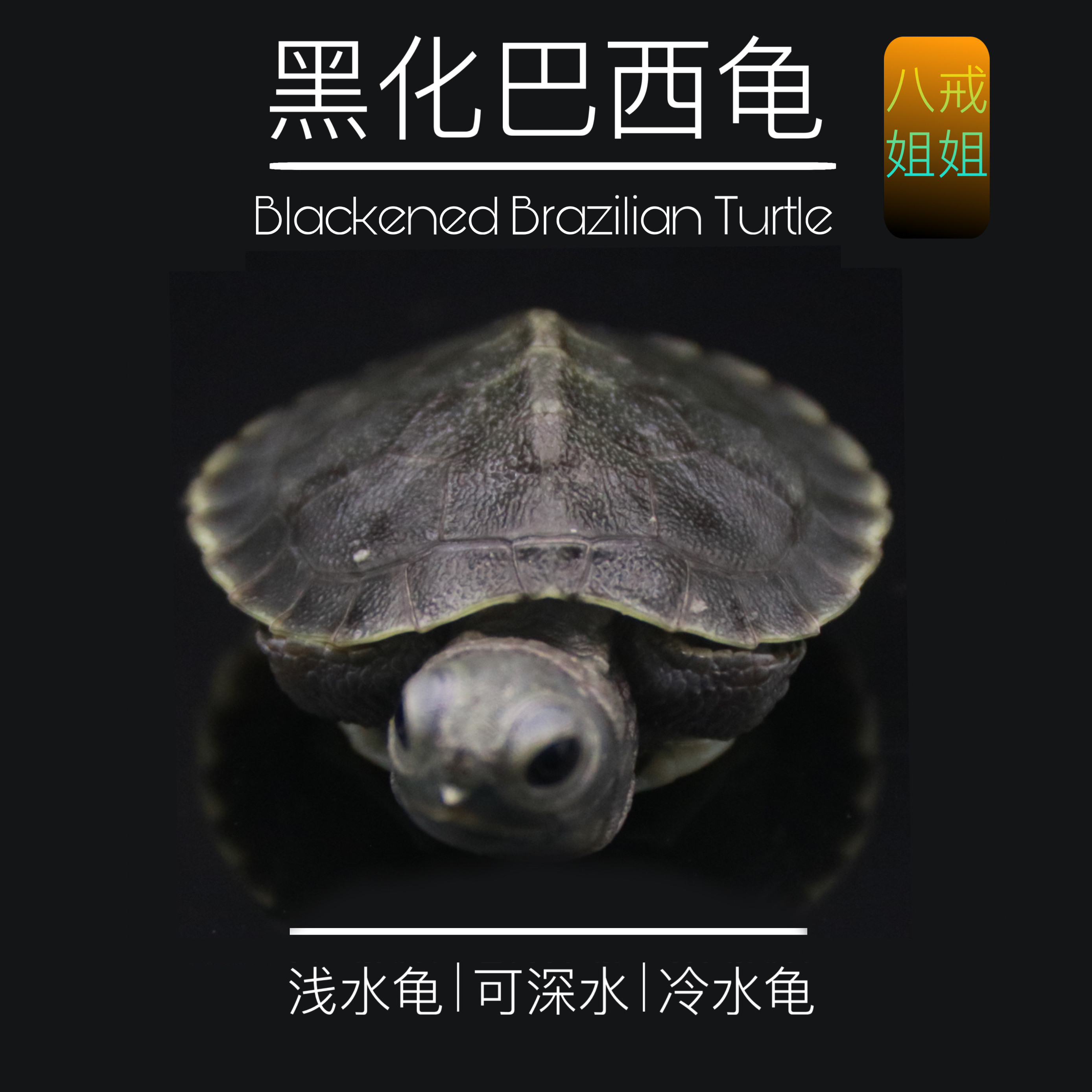 黑巴龟黑化魔眼变异黑化大萌眼巴西龟活体宠物观赏网红龟变异巴西