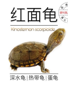 八戒姐姐红面蛋龟苗乌龟活物杂食