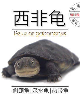 八戒姐姐西非侧颈龟活体观赏龟