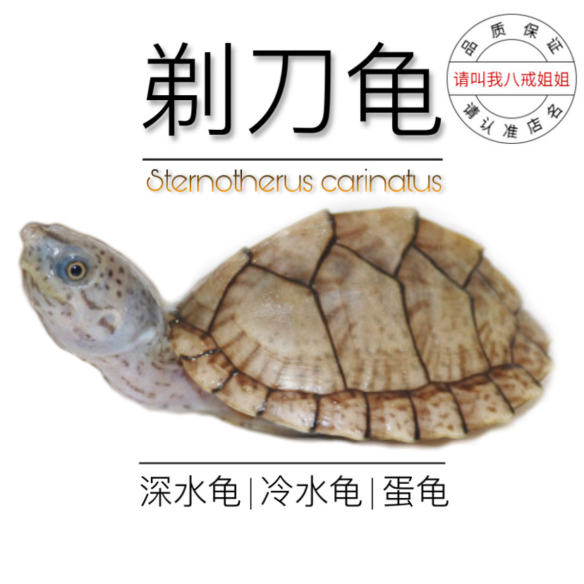 八戒姐姐剃刀龟苗活体麝香龟苗深水龟蛋龟乌龟活物宠物龟屋顶龟