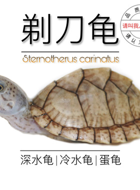 八戒姐姐剃刀龟苗活体麝香龟苗深水龟蛋龟乌龟活物宠物龟屋顶龟