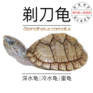 八戒姐姐剃刀龟苗活体麝香龟苗深水龟蛋龟乌龟活物宠物龟屋顶龟
