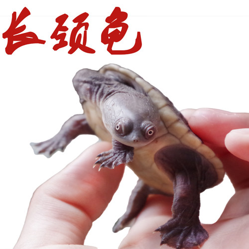 八戒姐姐长颈龟苗深水乌龟活物扁头纹面宠物观赏侧颈龟网红长脖子