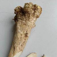 Fresh horseradish, 500g mountain radish, horseradish, non-Japanese wasabi, fresh wasabi thumbnail 4