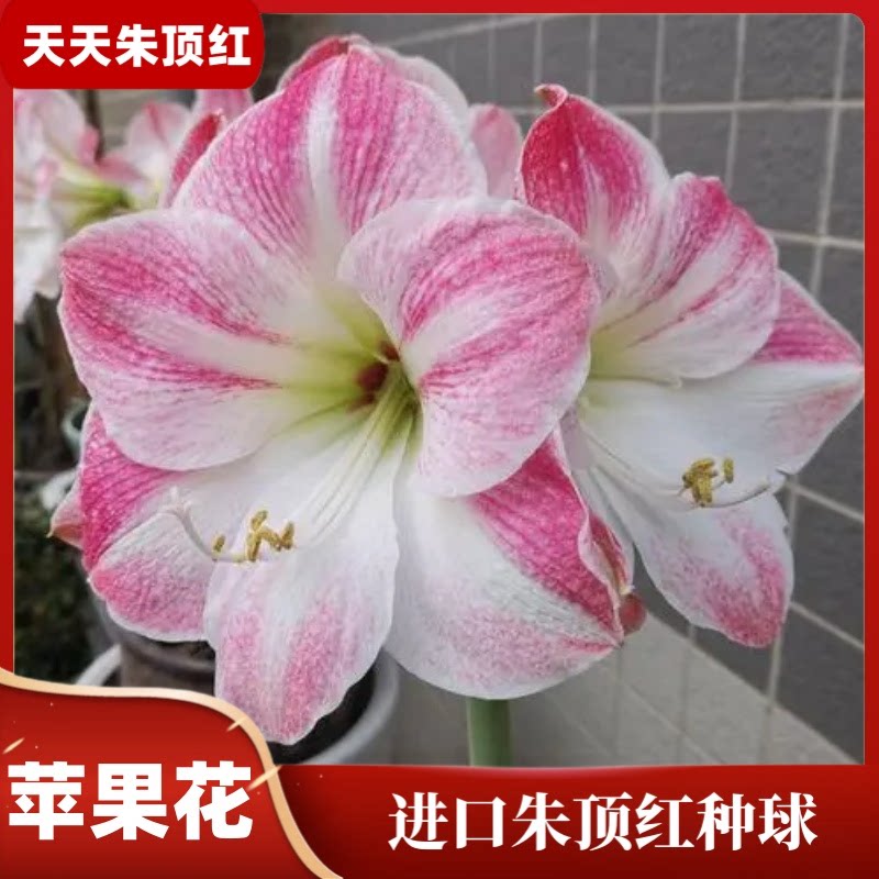 天天朱顶红/苹果花朱顶红进口种球球根花卉多年生盆栽球内带花苞