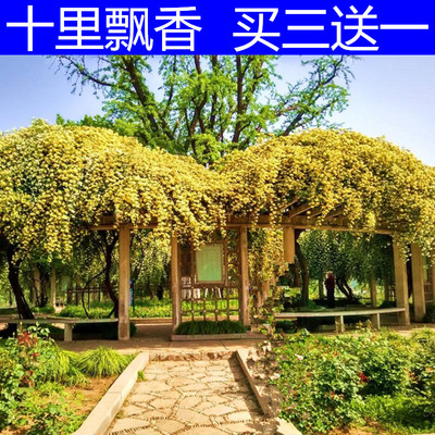 木香花苗爬藤攀援植物盆栽花卉四季常青庭院黄白木香红木香七里香