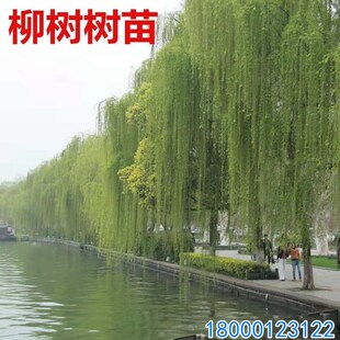 柳树苗黄金柳金丝垂柳小苗垂柳柳树苗速生竹柳庭院行道工程绿化苗