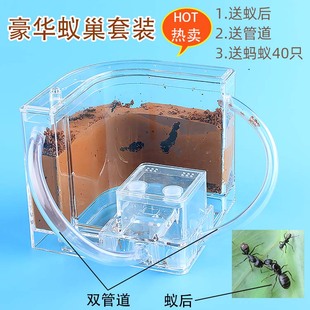 生态蚂蚁工坊别墅沙堡土巢宠物活体城堡蚁巢亚克力窝 沙土巢不死