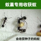 专用收获蚁 活体蚂蚁世界工坊活体新后蚂蚁后城堡沙子蚁巢专用