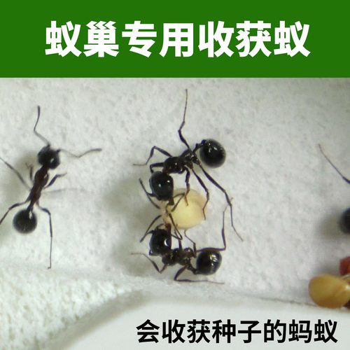 【新收获蚁】好玩逗爱干净的蚂蚁