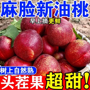正宗麻脸油桃超甜 山东头茬特产新鲜黄心油桃脆甜孕妇可食
