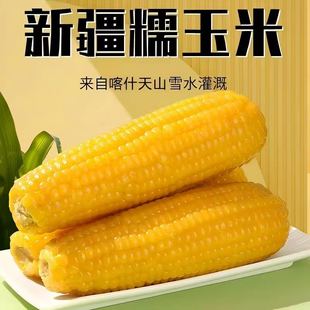 25年新货新疆喀什黄糯玉米微甜黑玉米真空包装12根苞谷粗粮代餐