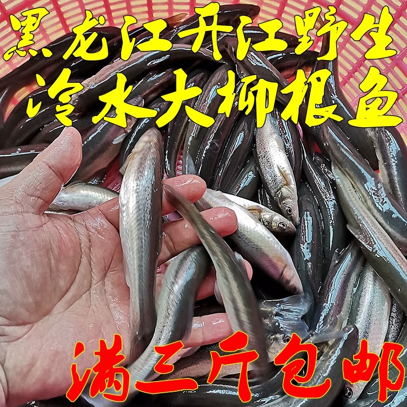 黑龙江特产 冷水大柳根鱼 抚远乌苏里江 开江鱼冬捕东北江柳根鱼