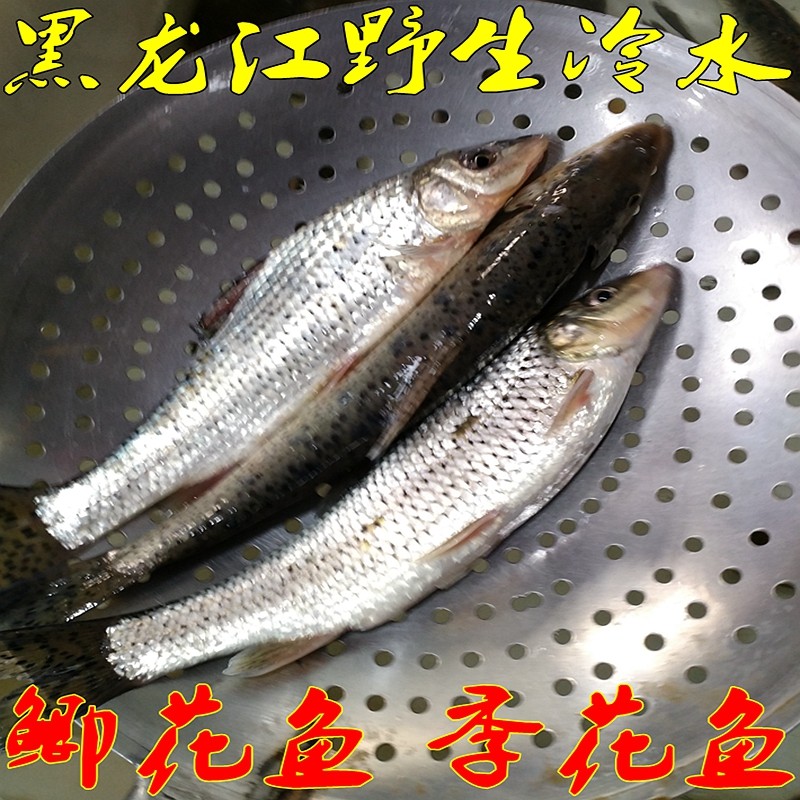 抚远乌苏里江冷水小鲫花鱼开江鱼吉花季花季郎鱼花鲫狗子冬捕鱼