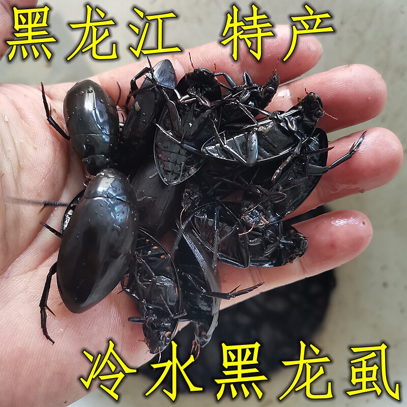 黑边龙虱  速冻黑盖虫东北黑龙江老鳖水蟑螂水鳖老瘪