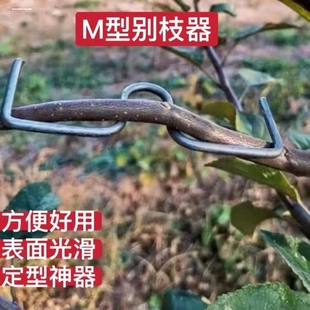 果树压枝神器m型拉枝器树枝压弯枝条固定器w型弯枝器果树别枝器