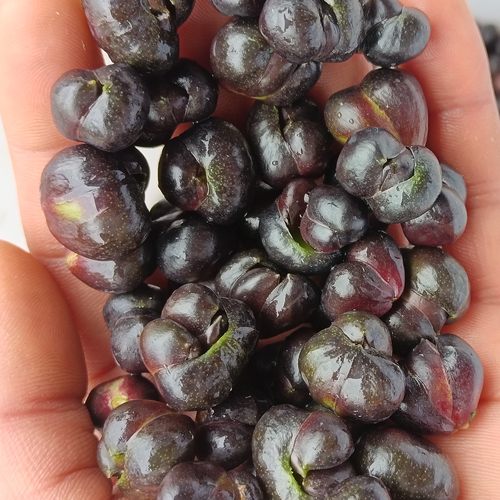湖南龙山新鲜百合籽药食同源微苦