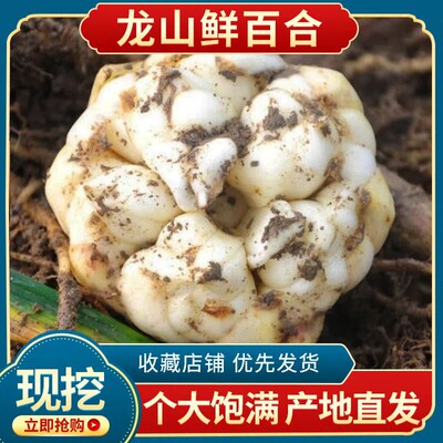 新鲜百合产地直发农家湖南